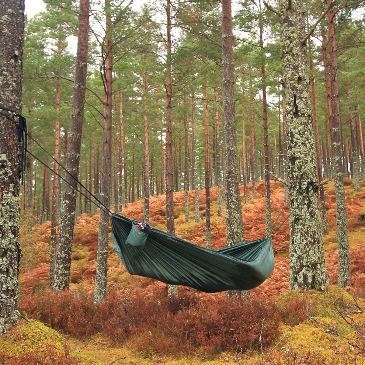 DD Camping Hammock hengt opp mellom to furutrær i en skog med rødbrun bregne