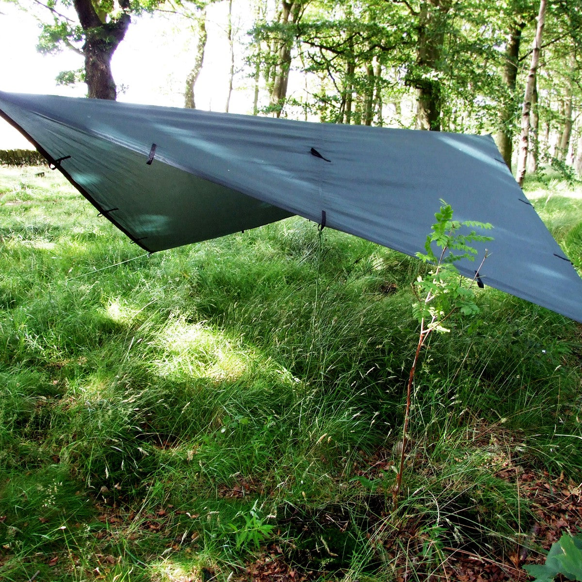 DD Tarp 3x3 i Olivengrønn spent opp på skrå mellom trærne i en skog